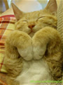 pinkylazy