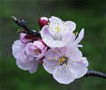 Spring08