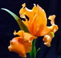 irisflower2