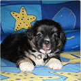 tuanspuppy