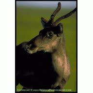 cariboo