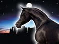 ColdHorse