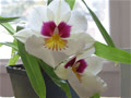 HanLanPham