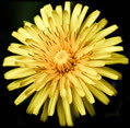 sunflower080