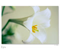 lyzinwhite