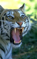 TIGER99VST
