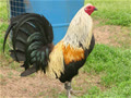 maigiavn