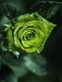 MsGreen