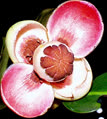 mangosteen8