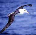 OceanBird