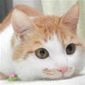 meocha168