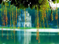 phong031