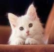 meoanh168