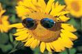 Sunflower108