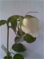lasix86