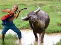 hauwebu