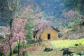 nhoxanh3