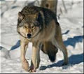 artfulwolf