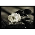 whiterose889