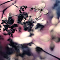 pink131