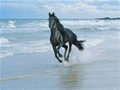 wildhorse09
