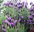 lavender3011