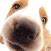 geedoo