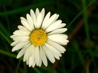 daisy3071989