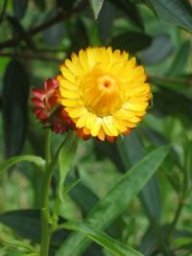 flowerdied