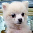 tramy2009