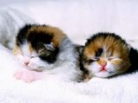 fatcutecat
