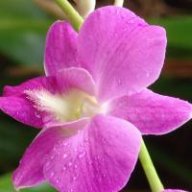 duthuy