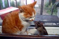 meomunhunchuotchu