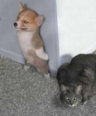 fan_cat