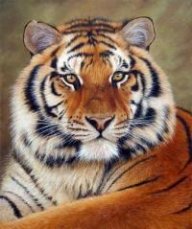 tigery