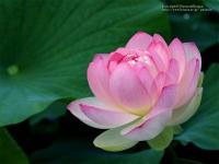 noi_buon_khong_ten