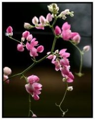 Cat_Tuong