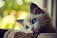 skystillblue