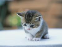 Little_willow