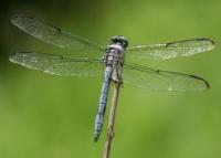 dragonfly_hp