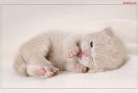 meoconhaykhoc