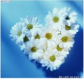 black_rose_hn