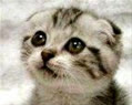 buttercup