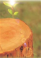 wood_n_stone