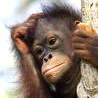 wind_monkey