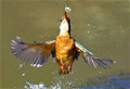 angel83_dcct_a_46