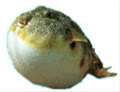 cincin