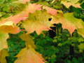 Autumn_Sonata