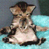 mysmallcat