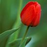 redtulip